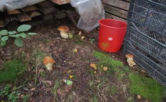 Как размножать грибы на садовом участке из спор, мицелий и грибницы?