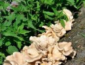 Вешенки – подробное описание грибов Серые грибы похожие на вешенки