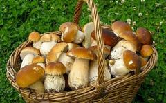 Какие бывают грибы: виды съедобных грибов и описание