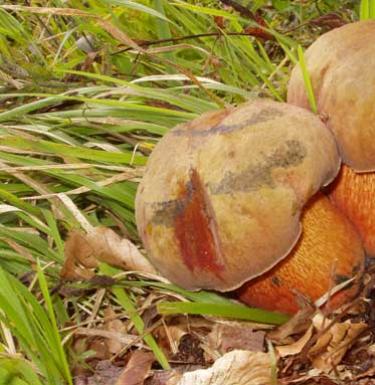 Дубовик: виды грибов – обыкновенный и крапчатый