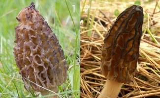 Весенние грибы: сморчки и строчки